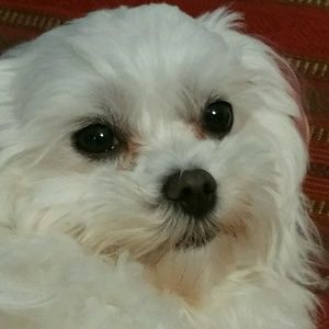 Meet your Posher, Maya